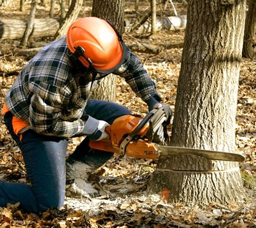 Tree Removal in Monroe, CT